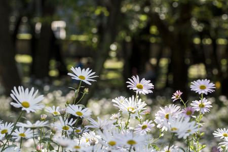 A beautiful Siberian chrysanthemumの写真素材