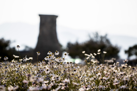 A beautiful Siberian chrysanthemum in Gyeongju, Koreaの写真素材