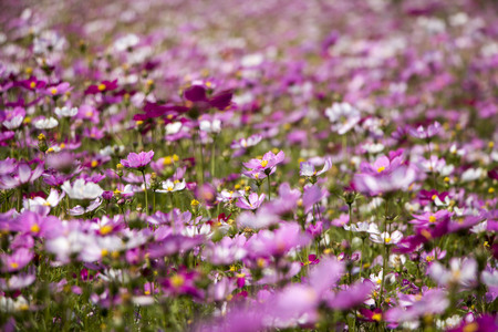 Beautiful Cosmos flowers blooming in the gardenの写真素材