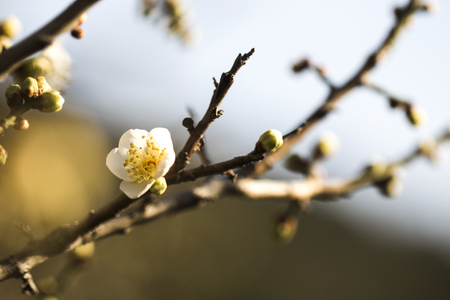 Spring blossom background. Beautiful Japanese apricot flowerの写真素材