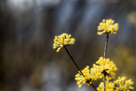 Spring Japanese cornlian cherry, yellow flowersの写真素材