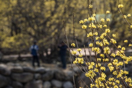 Spring Japanese cornlian cherry, yellow flowersの写真素材