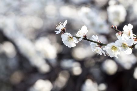 Spring Japanese apricot flower, white flowersの写真素材