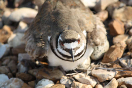 Bird sitting on an eggの写真素材