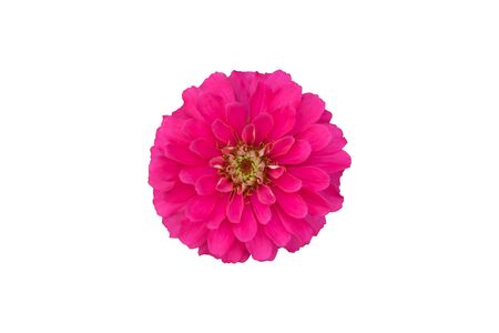 Zinnia isolated on white background. Youth and Old Age(Zinnia elegans)の写真素材