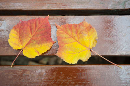 Two leavesの写真素材