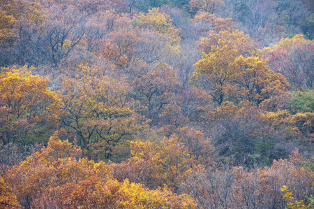 Autumn fall at the mountain