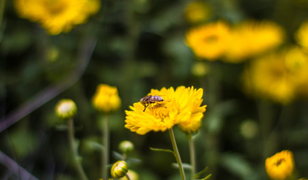bee with yellow 
chrysanthemum