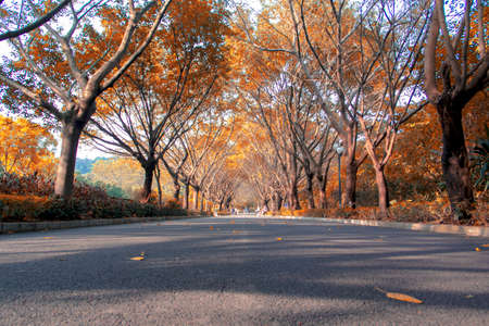 Public gardensの写真素材