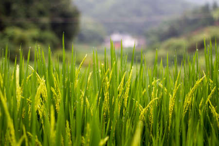 Close up to rice paddyの写真素材