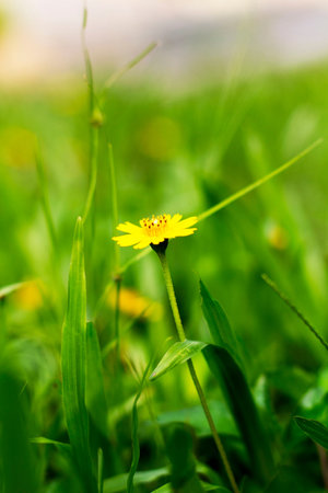 Close up to a tiny yellow flowerの写真素材
