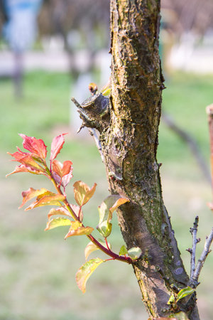 Plum tree leaves