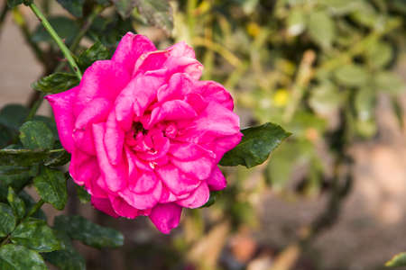 chinese roseの写真素材