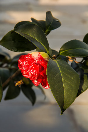 Camelliaの写真素材