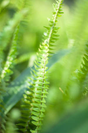 Fern in the sunの写真素材