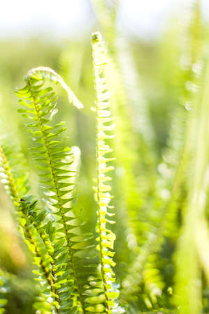 Fern in the sunの写真素材