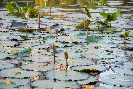 lotus pondの写真素材