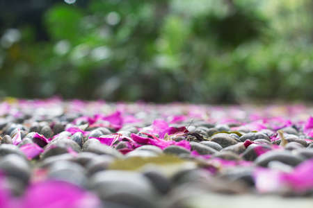 flower and stoneの写真素材
