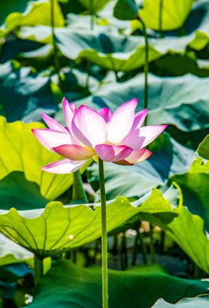 Close up view of a lotusの写真素材