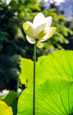 Close up view of a lotusの写真素材