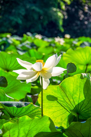 Close up view of a lotusの写真素材