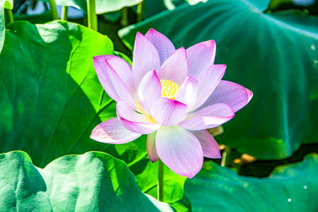 Close up view of a lotusの写真素材