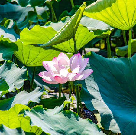 Lotusの写真素材