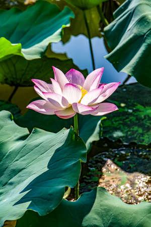 Close up view of a lotusの写真素材