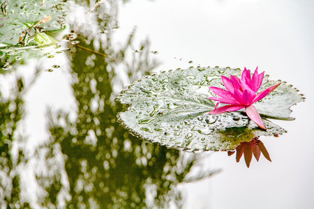 Close up view of a lotus flowerの写真素材