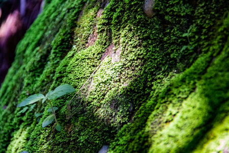 Lichen in the sunlight