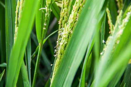 Rice fieldの写真素材