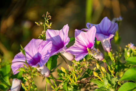 Morning gloryの写真素材