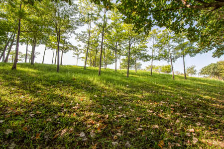 Shenzhen Central Parkの写真素材