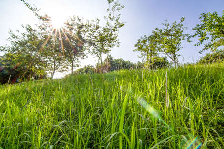 Shenzhen Central Parkの写真素材