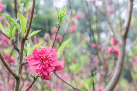 Red peach blossomsの写真素材