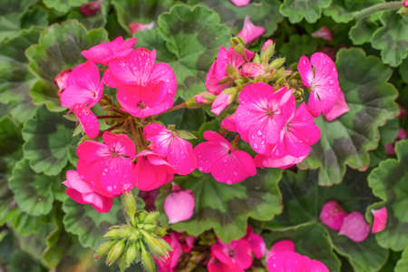 A red geranium in full bloomの写真素材