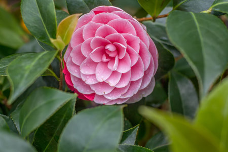 A red tea flower in full bloomの写真素材