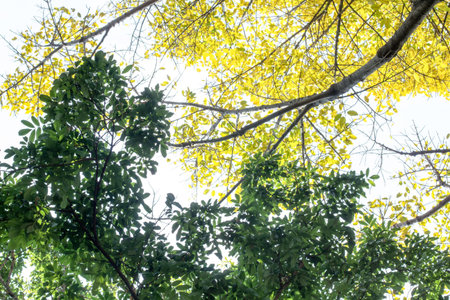 Yellow leaves and green leaves