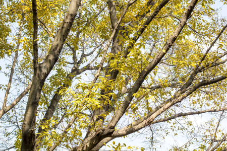 The yellow leaves on the branchesの写真素材