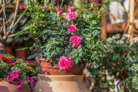 Blooming flowers in a flowerpotの写真素材