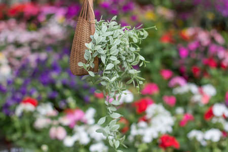 A plant hanging in a flowerpotの写真素材