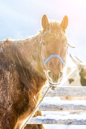 Horse in snow. Horse in pasture during the winter.の写真素材