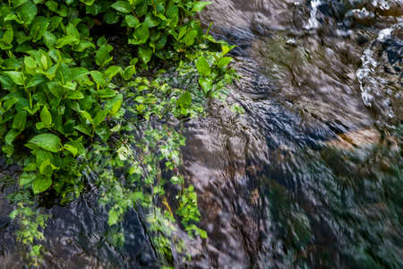Green Water Plant nearby riverの写真素材