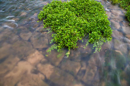 Green Water Plant nearby riverの写真素材
