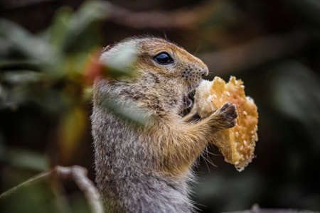 Cute  gopher   eating  at outdoorの写真素材