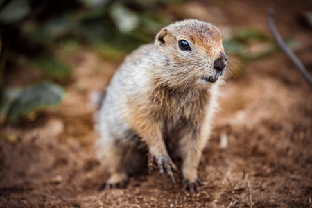 Cute  gopher, kamchatka peninsula, Russia.