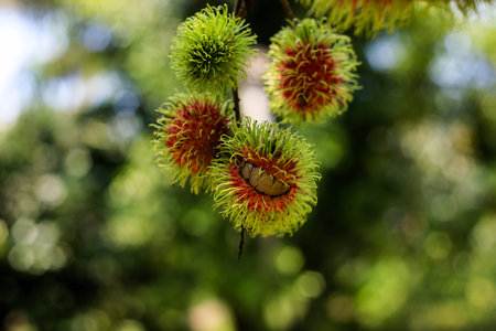Fresh Fruit Rambutan in the garden of Thailand.