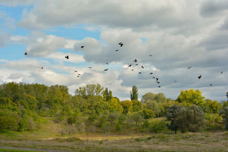birds flying over trees before stormの写真素材