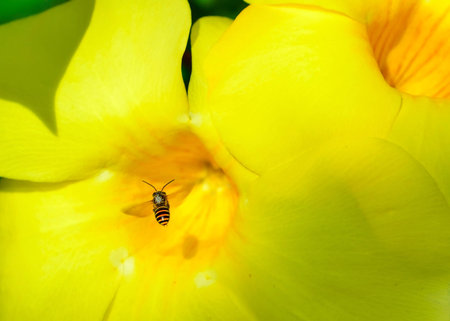 a worker bee in flight looking for pollen
