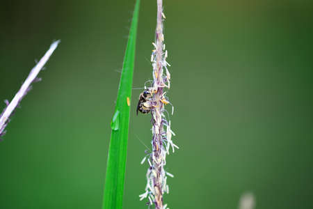 the worker bees are collecting pollenの写真素材